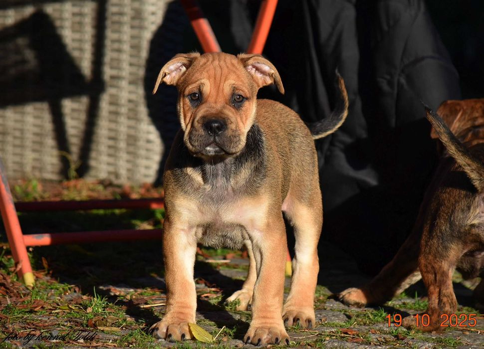 Dog z Majorki (Ca de Bou)