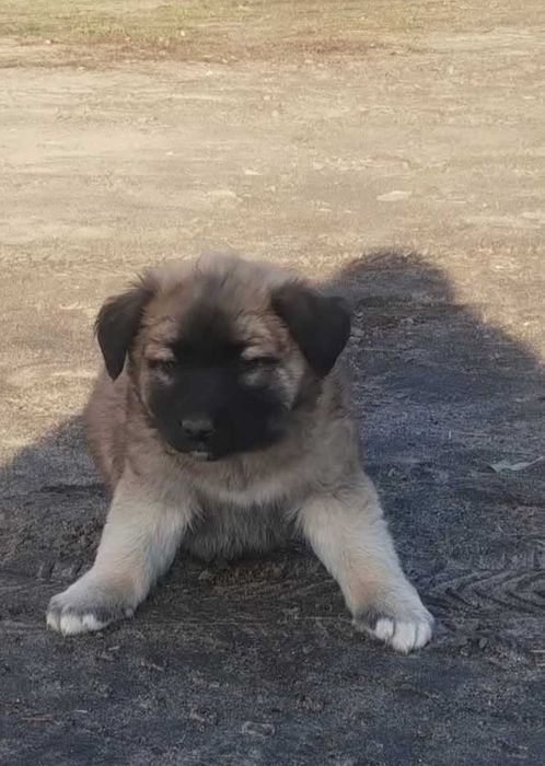 Oddam pieski w dobre ręce