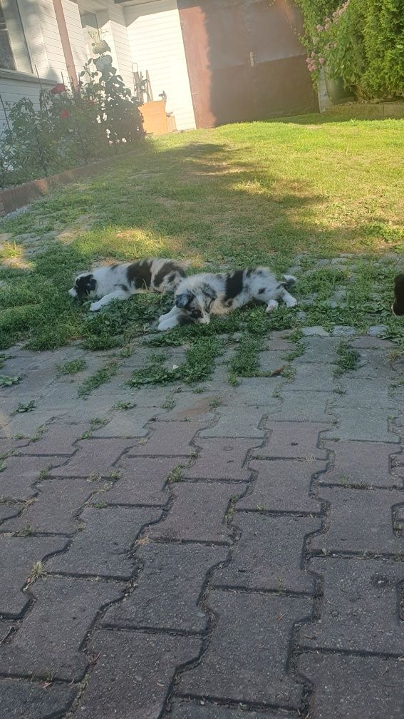 Border Collie szczeniak