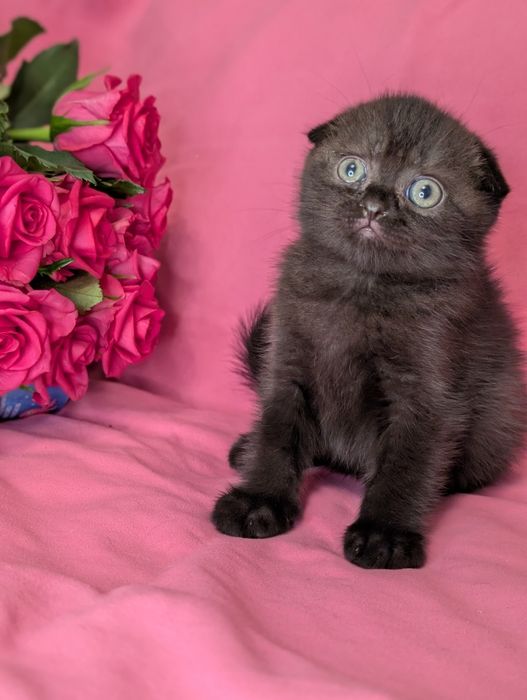 Дівчинка Веспер чорна