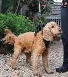 Bambik Cocker Spaniel szuka domu