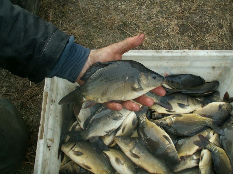 Narybek Kroczek oraz duży karp sprzedaż