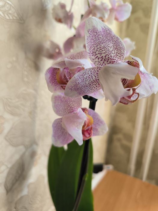 Продам орхідею метелик Урсула