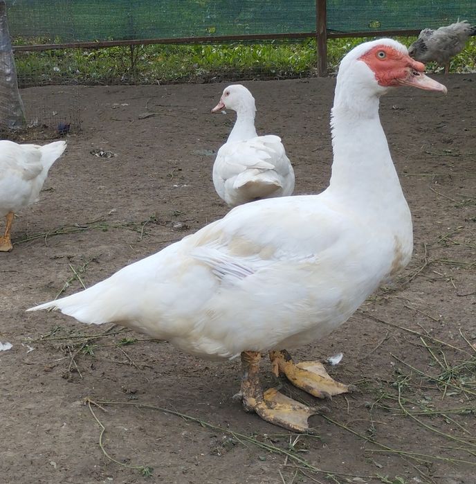 Індокачки ( шипуни)