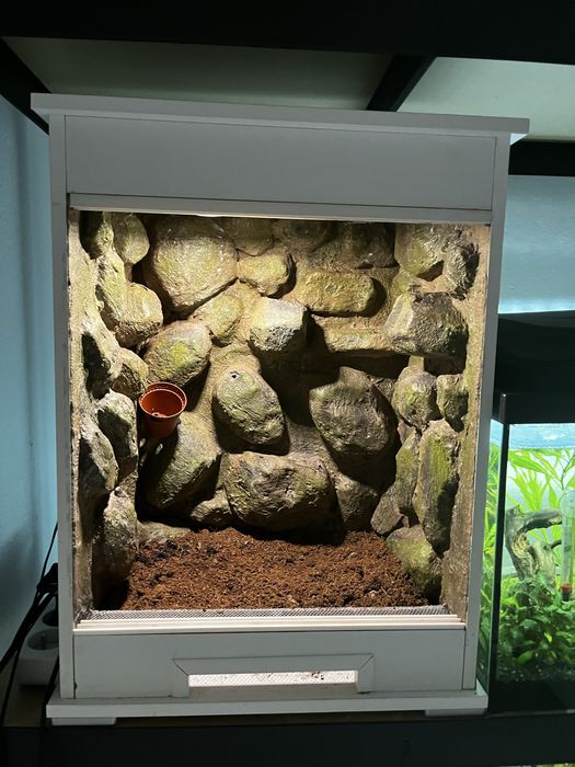 Terrarium 53x38x28cm dla gekona płaczącego orzesionego