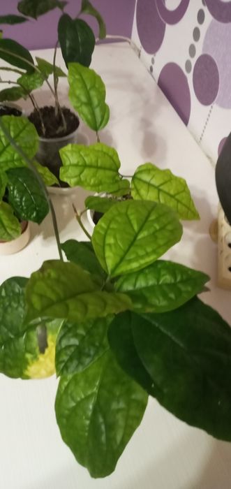 Продам , красивый Клеродендрум. Алое, 5 лет. Драцены 3года.