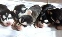 Szczeniaczek Siberian husky z elitarnym rodowodem