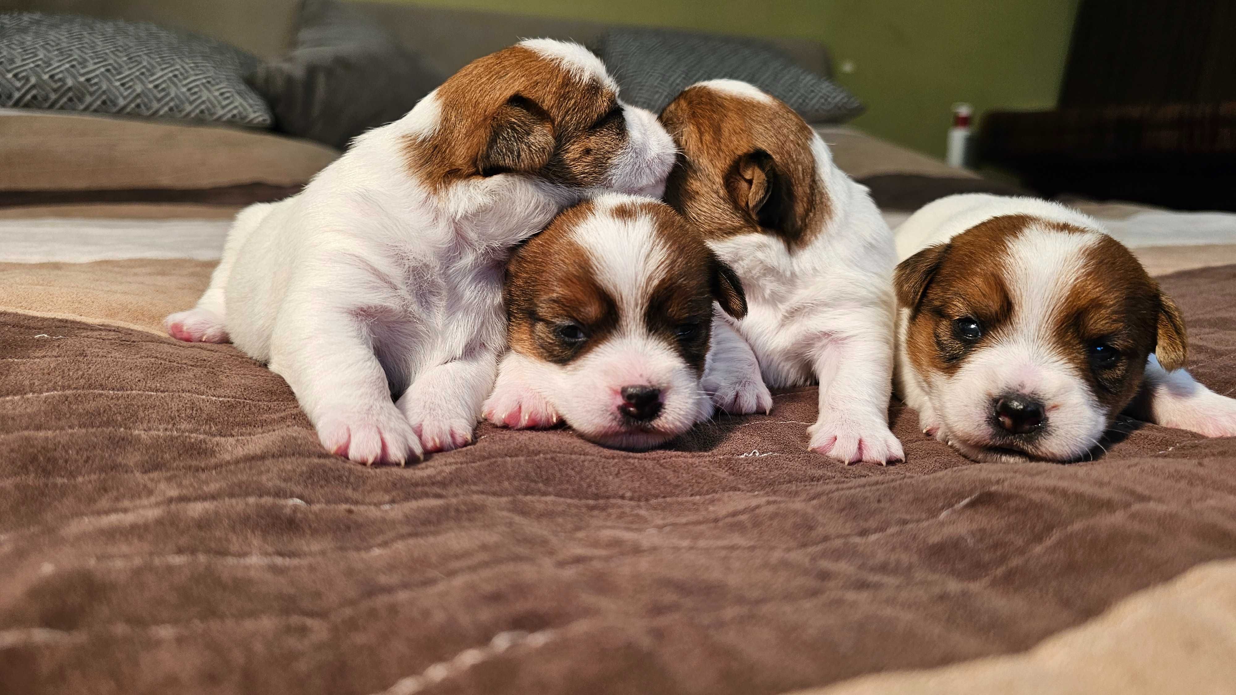 Jack Russell Terrier FCI ZKwP piesek  szczenię po champion