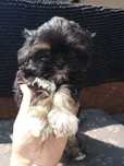 Shihtzu chłopiec