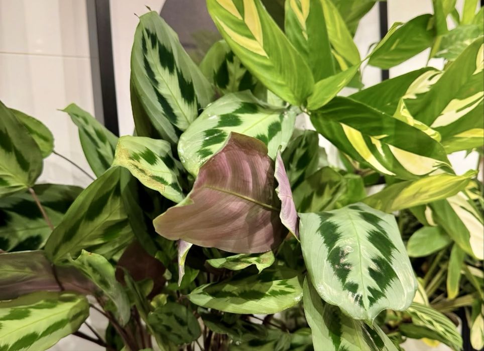 Maranta Cristata Intense kolekcjonerska roślina