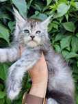 Kotka kocięta Maine Coon