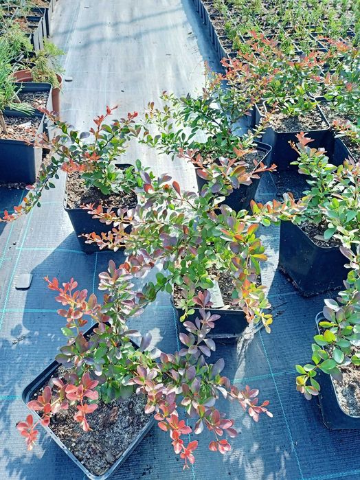 Барбарис Тунберга Корал, Оранж Рокет Короніта, Атропурпуреа На та інші