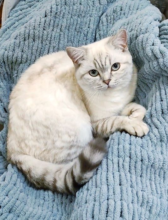 Мальчик Граф шиншиллка поинт