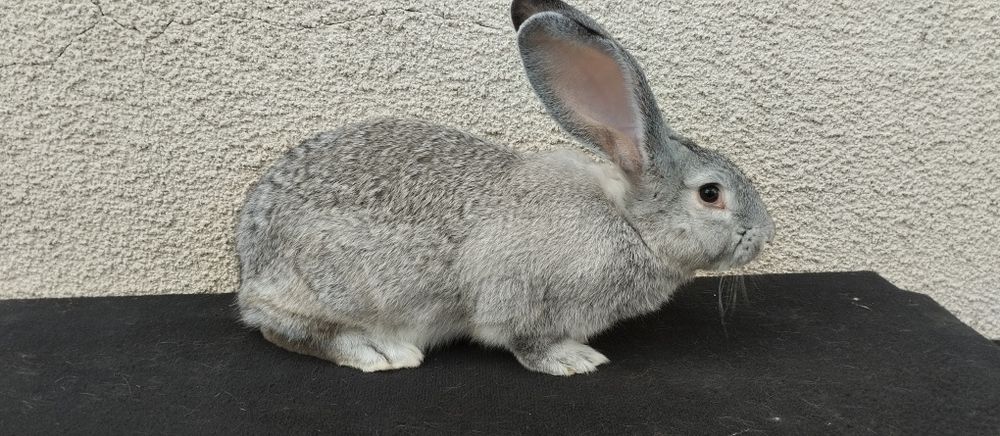 Європейська Шиншила