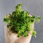 Żywy mech do terrarium, sphagnum, torfowiec