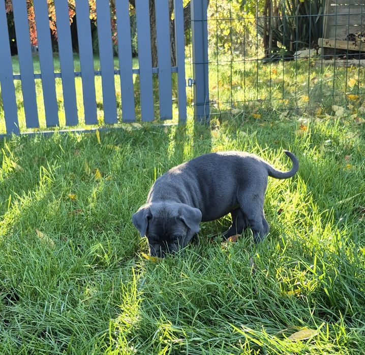 Niebieski Szczeniak Cane Corso szczeniaczek mocni rodzice, rodowód