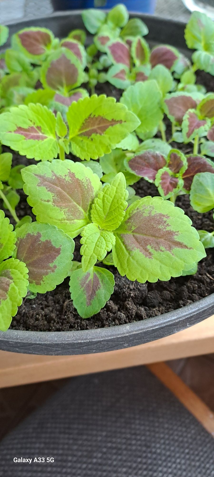Coleus/Pokrzywka