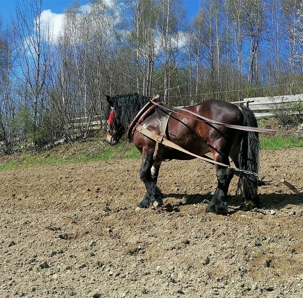 Sprzedam konia, Koń