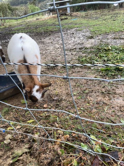Cabrito anão com 5 meses vacinado e desparasitado
