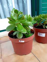 Planta Jade em Vaso