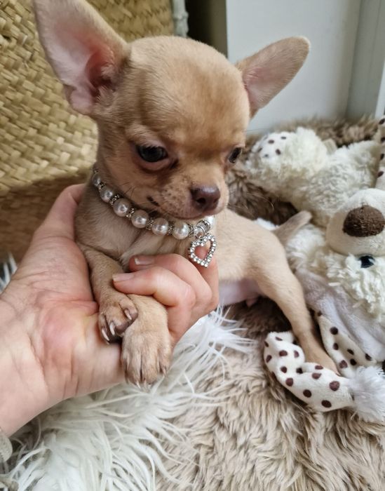 Chihuahua piekna   malutka dziewczynka