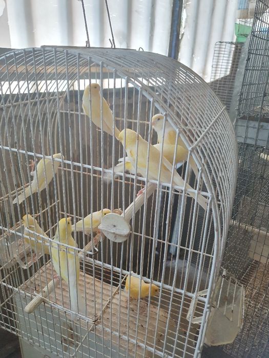 Canários amarelo machos/ femeas
