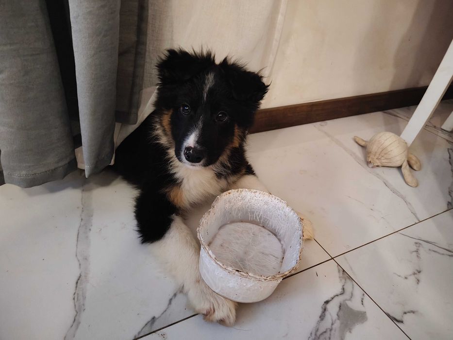 Szczeniaki Border Collie z rodowodem