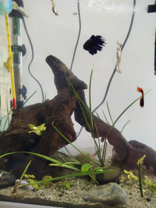 Peixes bettas para venda  criaçao própria