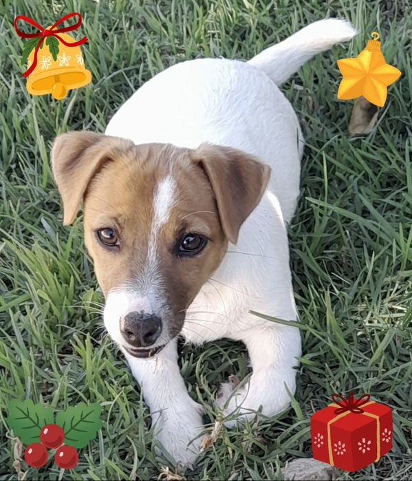Jack Russell Terrier com Pedigree e Afixo