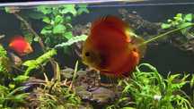 Paletki Red Melon