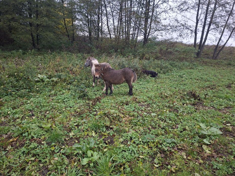 Kucyk klacz spokojna