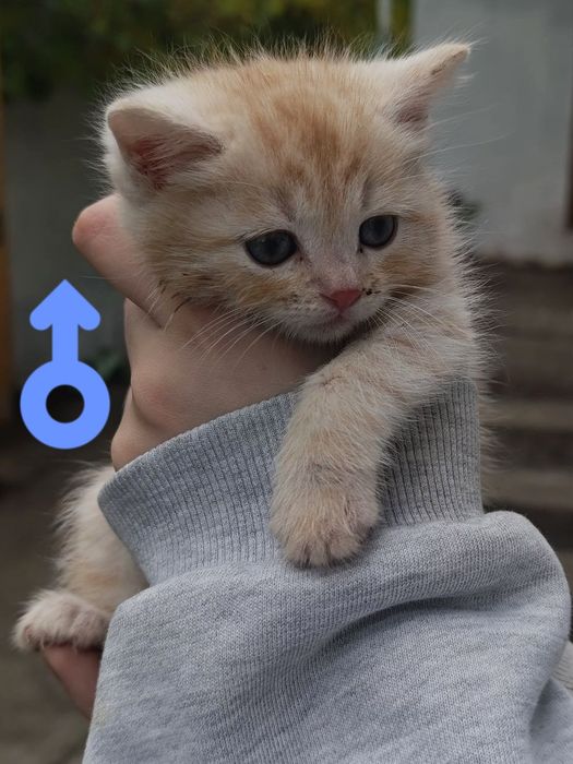Кошенята у добрі руки