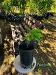 Assimila triloba (paw paw)