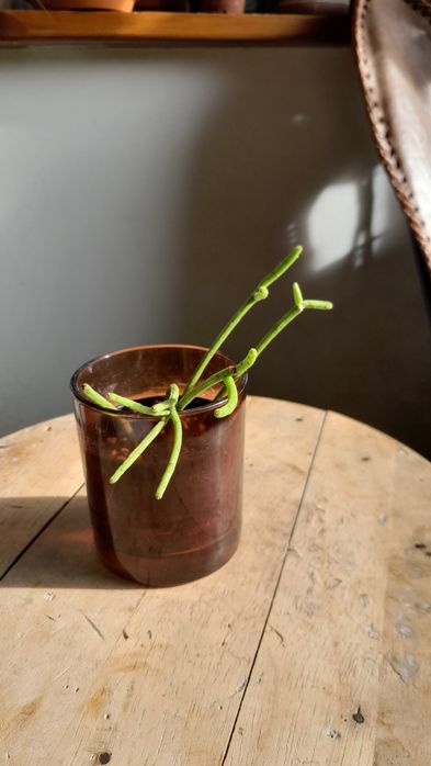 Rhipsalis Grandiflora