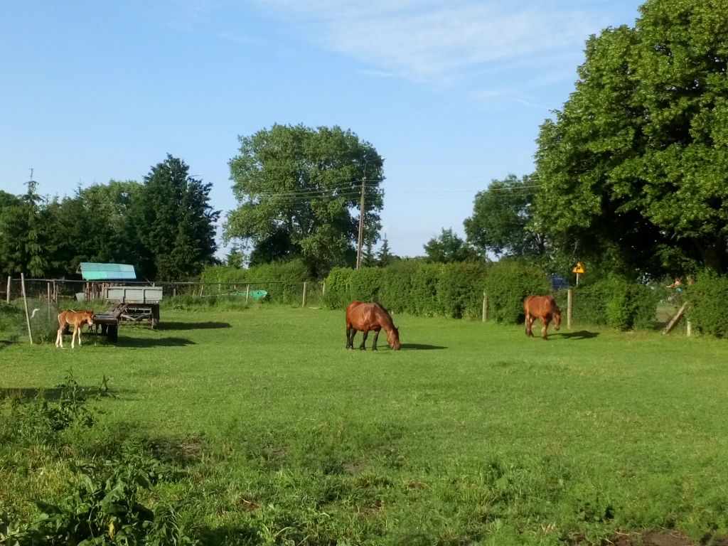 Agroturystyka, noclegi Olsztynek