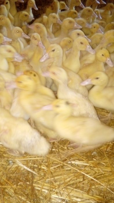 Kaczki od 2 do 6 tygodni  biegusy,mulard,maximus,dworka,pekin .