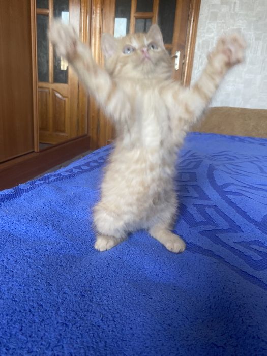 Плюшка прямоушка