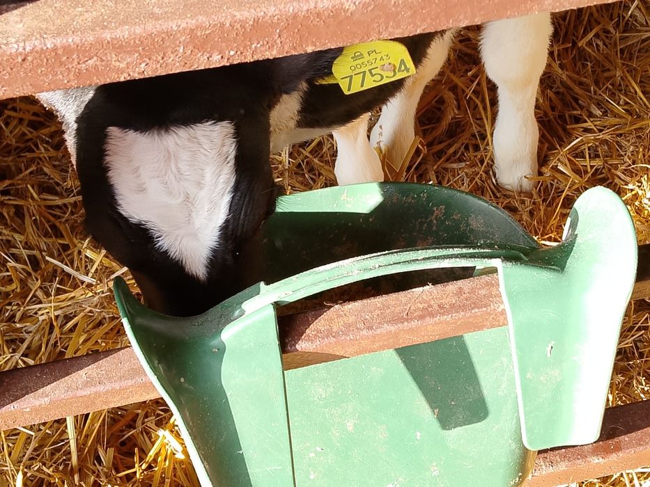 Sprzedam cielaki mieszańce