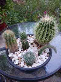 Kaktusy sześć odmian