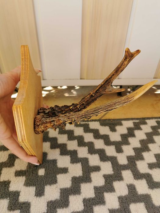 Poroże parostki Kozioł