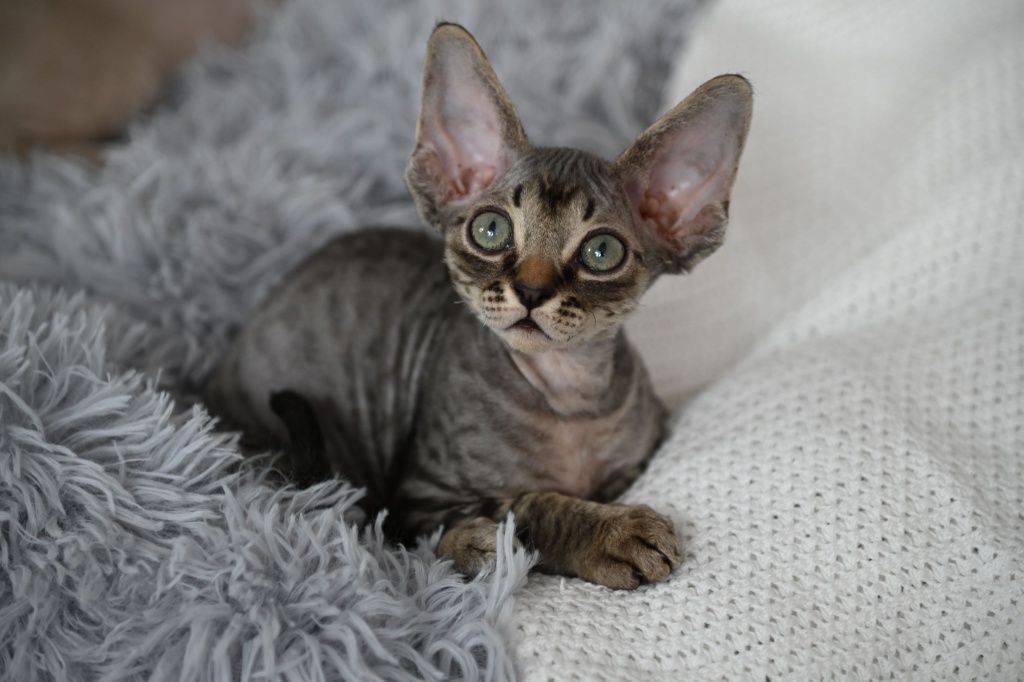 Kocurek Cookie Devon Rex