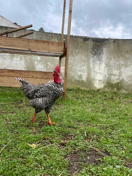 galos de raças autóctones portuguesas, 8 meses