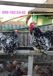Карликові кури кохінхіни мармурові інкубаційні яйця,курчата