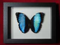Motyl w ramce / gablotce 17 x 22 cm . Morpho achilles / helenor 125 mm