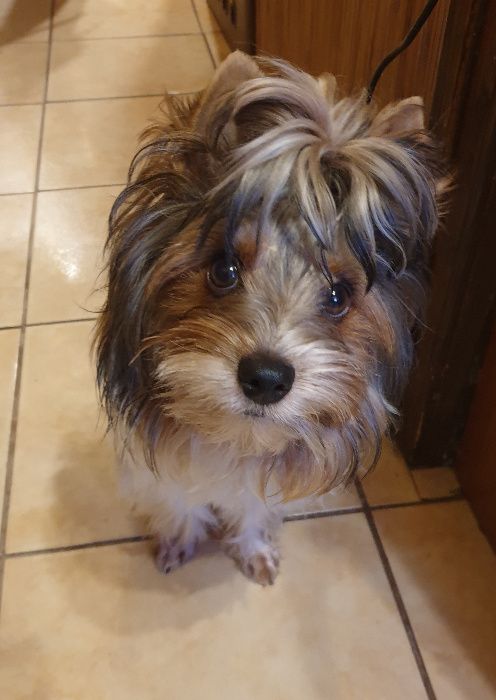 Бівер-йорк шукає кохану