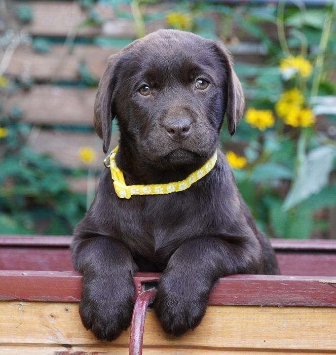 Labrador retriever-czekoladowa  suczka  ZKwP/ FCI - gotowy do odbio