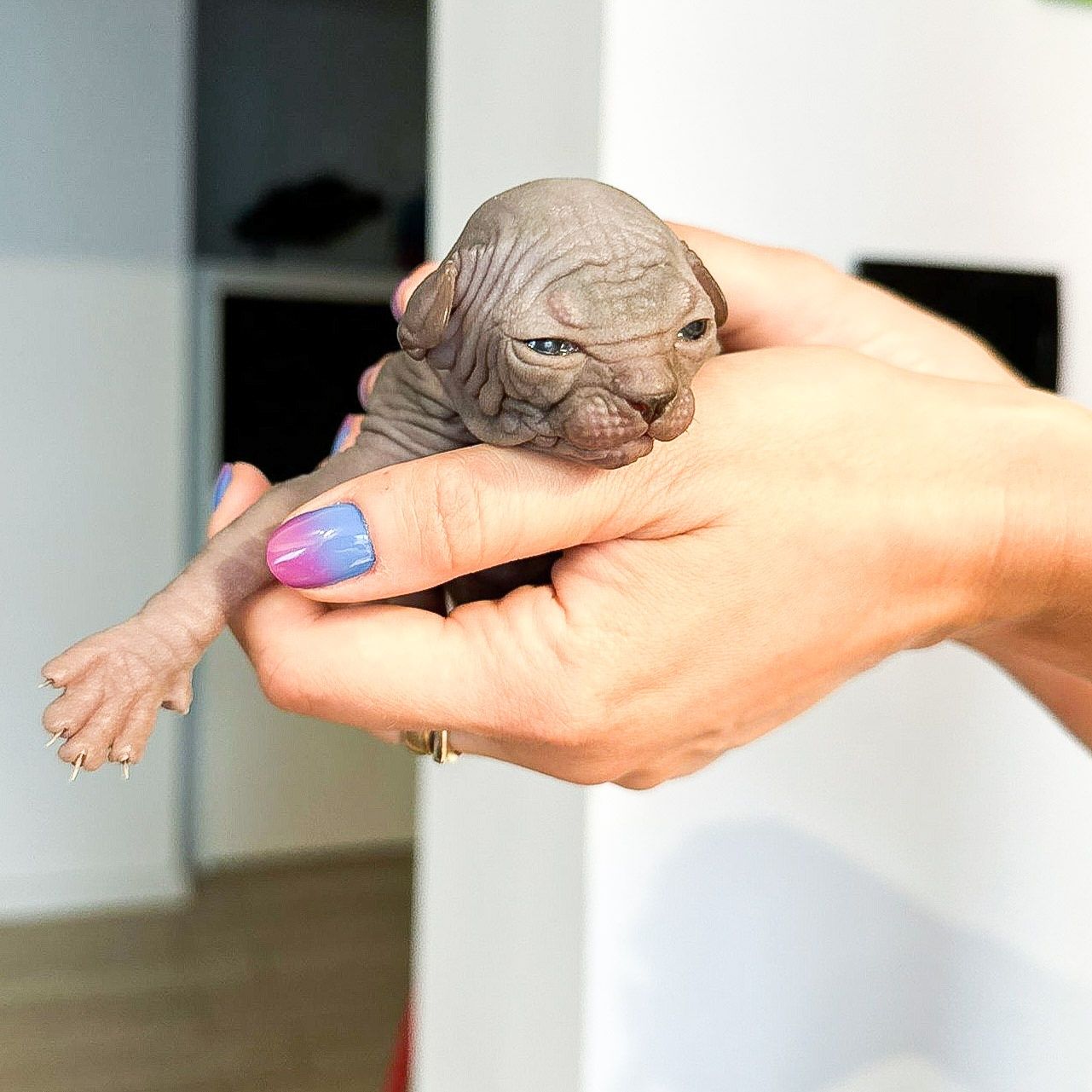 Gymni Gata*PL sfinks kanadyjski canadian sphynx kociak