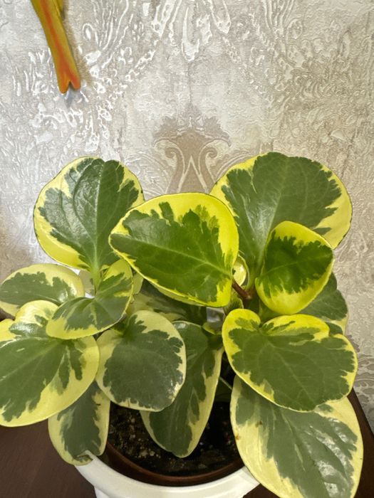 Продается переромия пестролистная