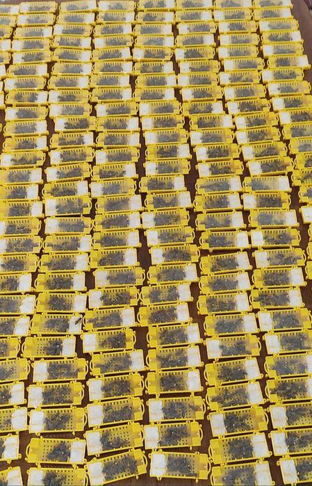 Пчеломатки Бджоломатки Карпатка 2025 бджоло матка матки