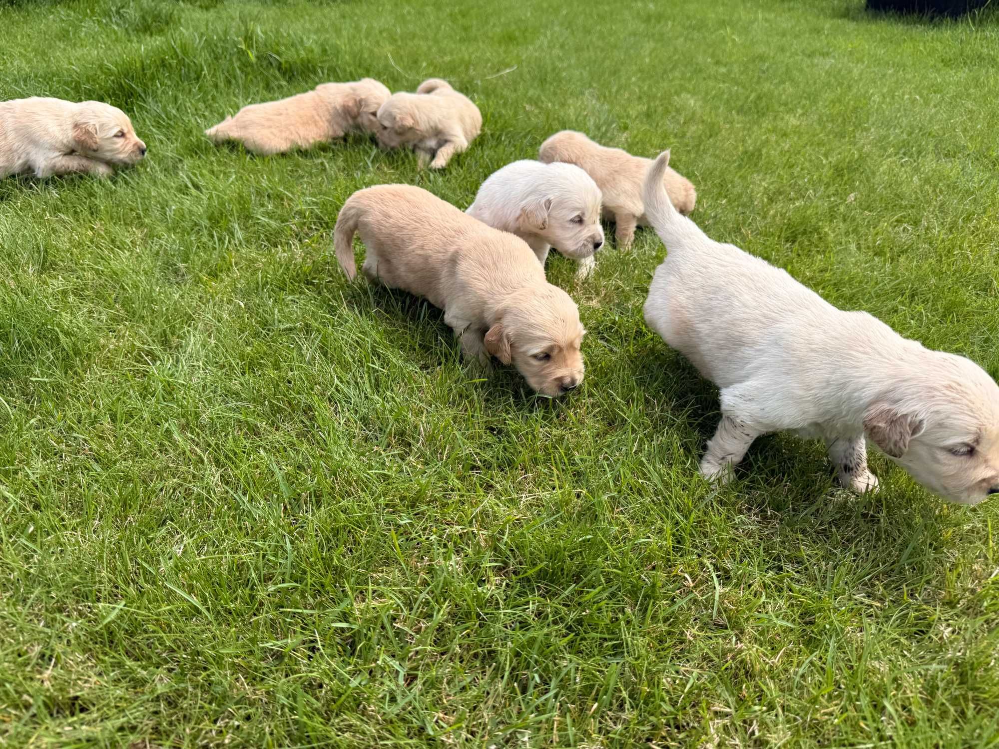Szczeniaki rasy Golden Retriver z rodowodem